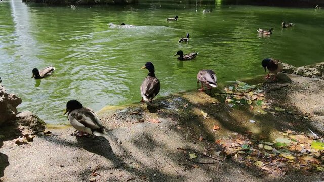 Patos en el estanque del Campo Grande , Valladolid
