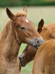 Two Rare Breed Foals