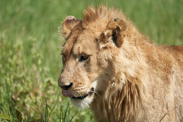 A Young Lion in the morning sun of Ngorongoro crater Serengeti