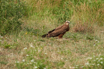 western marsh harrier Circus aeruginosus harrier portrait