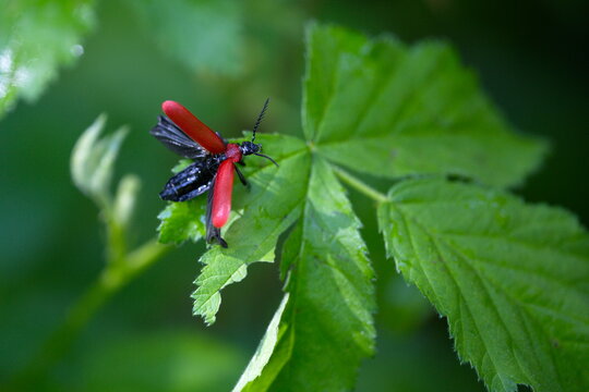 Feuerk&auml;fer - Pyrochroidae