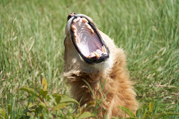 A Young Lion in the morning sun of Ngorongoro crater Serengeti