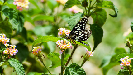 Papilio demoleus or Lime butterfly