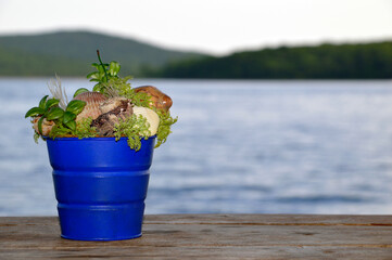 Blue bucket with shells and seaweed standing on a wooden table against the Japanese sea on a summer evening. Copy space