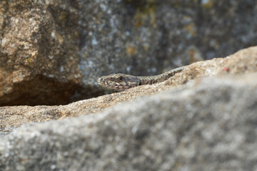 common wall lizard podarcis muralis Reptile Close up Portrait Clear