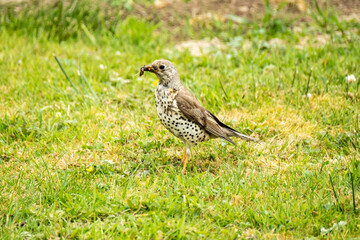 Kestrel catching worms on a lawn in County Donegal - Ireland.