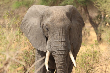 Fototapeta na wymiar African Bull Elephant Prowling in Serengeti