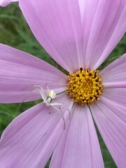Obraz premium beautiful pink flowers in summer season. Cosmos bipinnatus plant in vibrant color