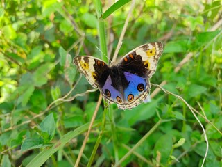 Blue pansy butterfly spotted in the garden.