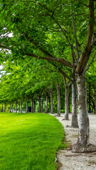 Fototapeta na wymiar Vertical Trees with white barks and vibrant green leaves lining a road and vast lawn