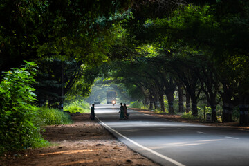 Beautiful view of Palakkad to Pollachi road, a morning view.