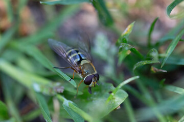 fly