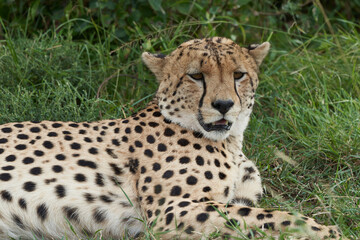 Naklejka na ściany i meble Cheetah Brothers Africa Safari Masai Mara Portrait