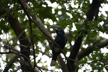 Silvery cheeked hornbill Bycanistes brevis Tanzania Lake Manyara or trumpeter hornbill Bycanistes bucinator