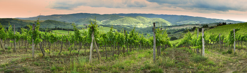 Fototapeta na wymiar Beautiful rows of green vineyards near Panzano in Chianti (Florence) at sunset. Tuscany, Italy.
