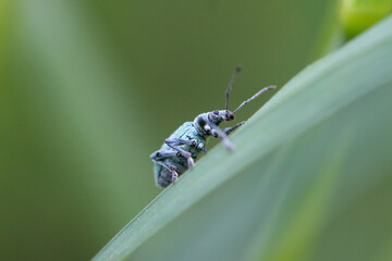 beetle