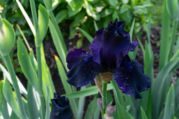 iris-flower, a blue colour iris, nature, growth