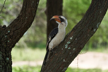Northern Red Billed Hornbill Tockus Erythrorhynchus Portrait Africa
