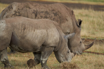 Naklejka na ściany i meble Rhino Baby and Mother- Rhinoceros with Bird White rhinoceros Square-lipped rhinoceros Ceratotherium simum