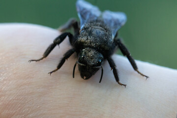 bumble bee
