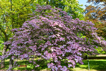 Obraz premium Blüten-Hartriegel im Kurpark von Bad Orb
