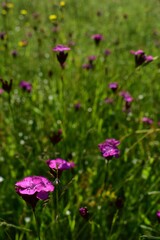 dianthus plant. pink flower on the field in spring season