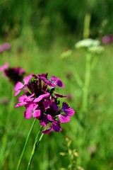 dianthus plant. pink flower on the field in spring season