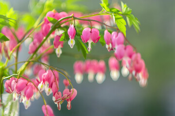 Fototapeta premium Beautiful pink heart shaped flowers broken heart with pale green leaves, this flowers Dicentra spectabilis can be grown in your own garden.