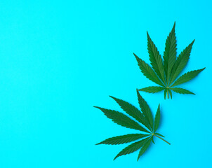 green leaves of hemp on a blue background