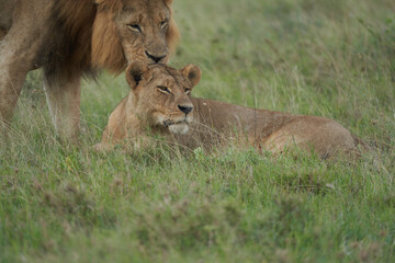 Lion and Lioness Kenya Safari Savanna Mating