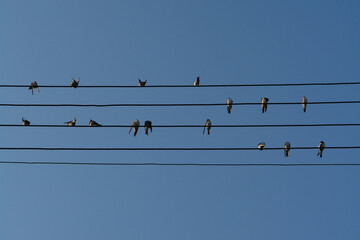 A swallows, sitting on the wires against the clear blue sky like notes on the stave. Birds on the five wires, looking like musical notes