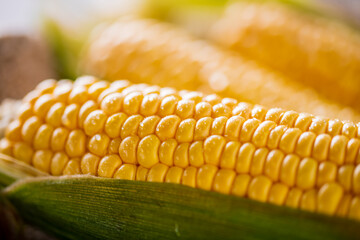 Closeup image of fresh yellow corn.