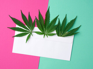 white paper envelope with a green leaf of hemp on a pink-green background