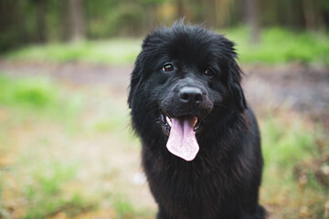 Fototapeta premium Newfoundland dog portrait in forest