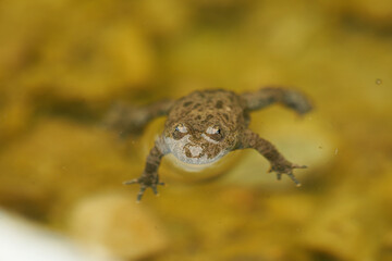 Yellow Bellied Toad Bombina Variegata Portrait Golden Eyes with Black Heart