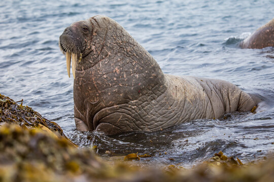 Morsy na południowym Spitsbergenie