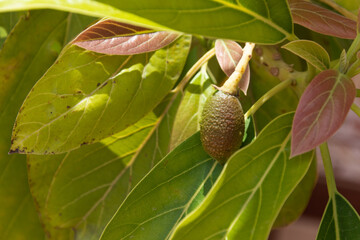 Aguacate creciendo en la planta 