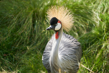 Grey Golden crowned crane Balearica regulorum East African crested Eastern South African crane Gruidae