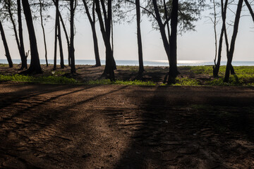 Seaside pine trees and light and shadow