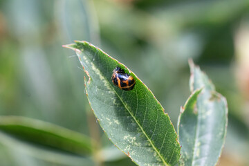 beetle

