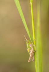 Grashüpfer auf Halm 3