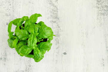 Fresh juicy green basil in a black flower pot on a light wooden background. Horizontal, copy space.