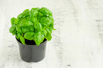 Fresh juicy green basil in a black flower pot on a light wooden background. Horizontal, copy space.