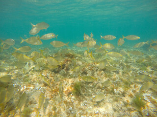 Sarpa salpa fishes in sea