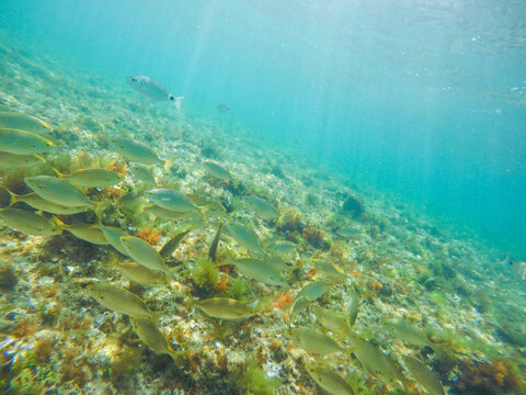 Sarpa salpa fishes in sea