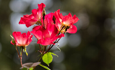 vibrant red wild rose flowers close up in the garden, strong bokeh with light bubbles