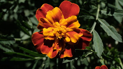 
Defocused floral background for web design.
Bright flowers in a city park