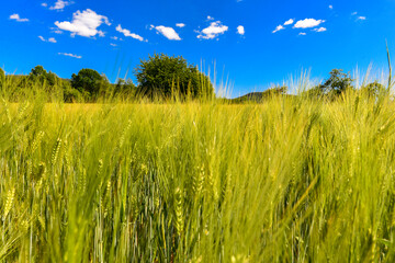 Kornfeld bei Alzenau - Hahnenkamm (Spessart)