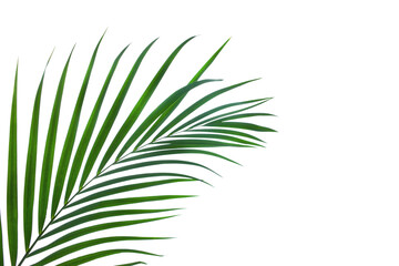 leaves of coconut palm tree isolated on white background with clipping path for design elements, tropical leaf, summer background