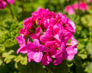 vibrant dark mauve geranium flowers close up in the garden on green foliage natural background